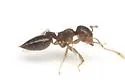 Crematogaster obscurata - photo 2