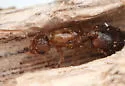 Crematogaster obscurata - photo 3