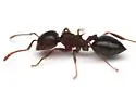 Crematogaster opuntiae - Crematogaster opuntiae