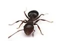 Crematogaster opuntiae - photo 2