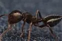 Crematogaster opuntiae - photo 3