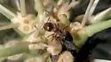 Crematogaster opuntiae - photo 4