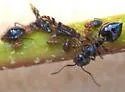 Crematogaster parapilosa - photo 2