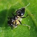 Crematogaster parapilosa - photo 3