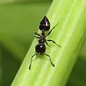 Crematogaster parapilosa - photo 4
