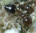 Crematogaster pilosa