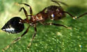 Crematogaster pilosa - photo 2