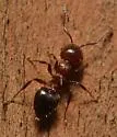 Crematogaster pilosa - photo 4