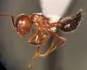 Crematogaster pilosa - photo 5