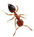 Crematogaster pinicola