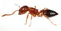 Crematogaster pinicola - photo 2