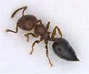 Crematogaster pinicola - photo 3