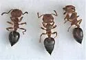 Crematogaster pinicola - photo 4