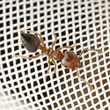 Crematogaster pinicola - photo 5