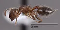 Crematogaster punctulata