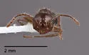 Crematogaster punctulata - photo 2