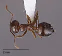 Crematogaster punctulata - photo 3