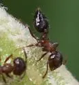 Crematogaster punctulata - photo 4