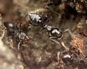 Crematogaster rifelna - photo 2