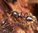Crematogaster rifelna - photo 3