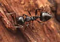 Crematogaster rifelna - photo 4