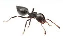 Crematogaster rifelna - photo 5