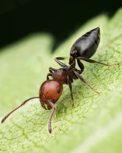 Mediterranean Acrobat Ant