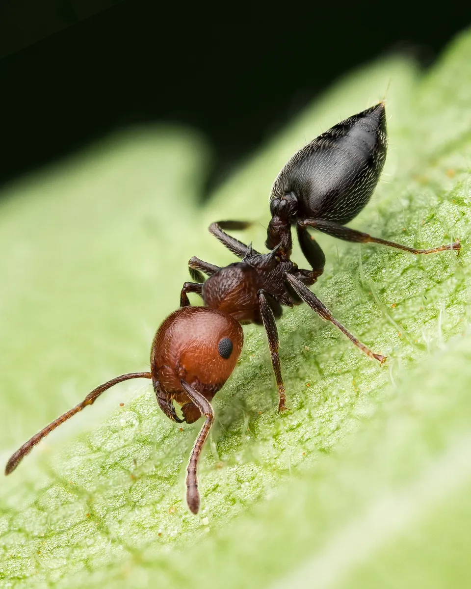 Mediterranean Acrobat Ant - photo 3