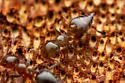 Crematogaster torosa - photo 2