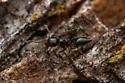 Crematogaster torosa - photo 3