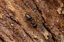 Crematogaster torosa - photo 4
