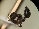 Crematogaster vermiculata