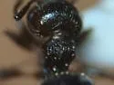 Crematogaster vermiculata - photo 2