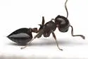 Crematogaster vermiculata - photo 3