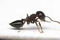 Crematogaster vermiculata - photo 4