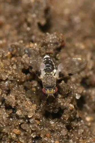 Cremifania lanceolata