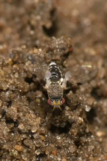 Cremifania lanceolata - photo 2