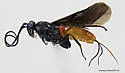 Cremnops ashmeadi