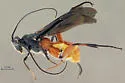 Cremnops comstocki