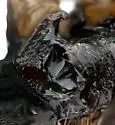 Cremnops comstocki - photo 3