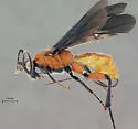 Cremnops haematodes