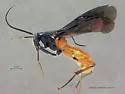 Cremnops haematodes - photo 3