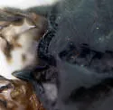 Cremnops haematodes - photo 4