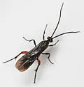 Cremnops montrealensis