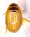 Crenitis maculifrons