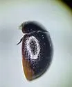 Crenitis paradigma - photo 2