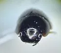 Crenitis paradigma - photo 3