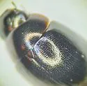 Crenitis rufiventris - photo 2