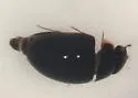 Crenitulus suturalis