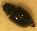 Crenitulus suturalis - photo 2